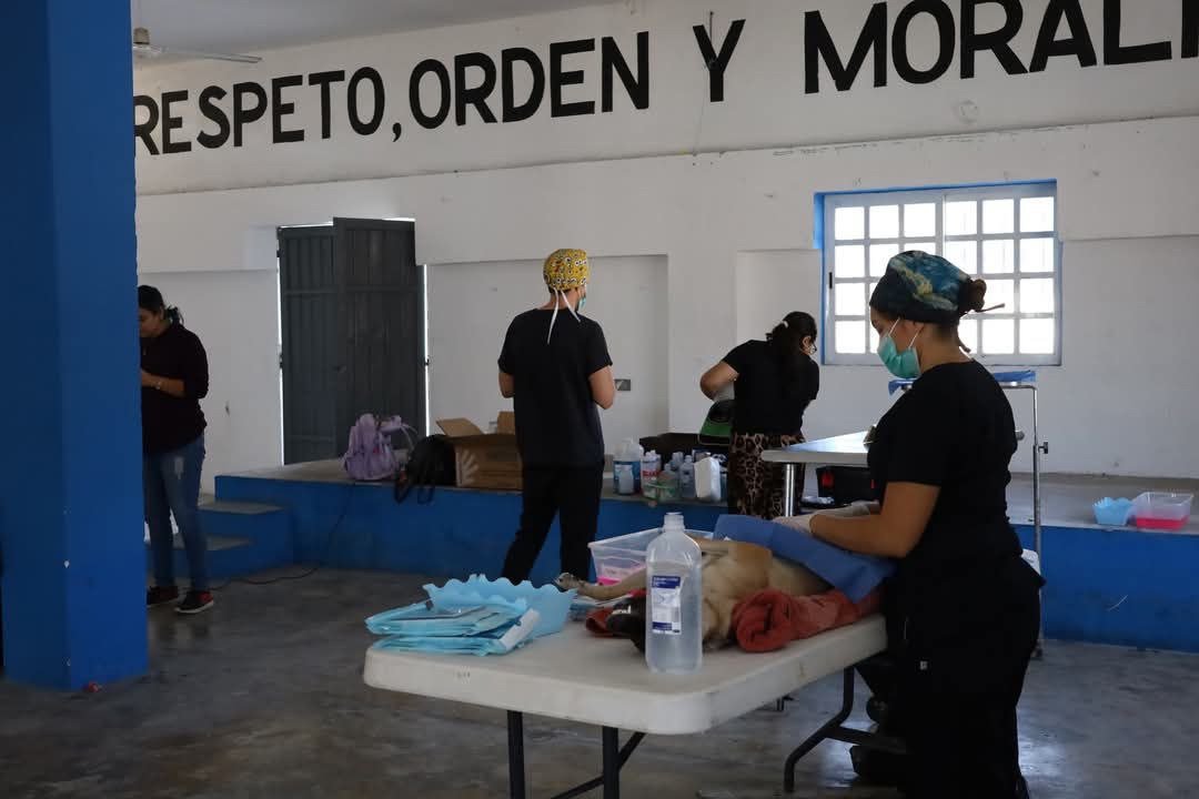 PROGRESO REFUERZA SU COMPROMISO CON EL BIENESTAR ANIMAL CON CAMPAÑA DE ...
