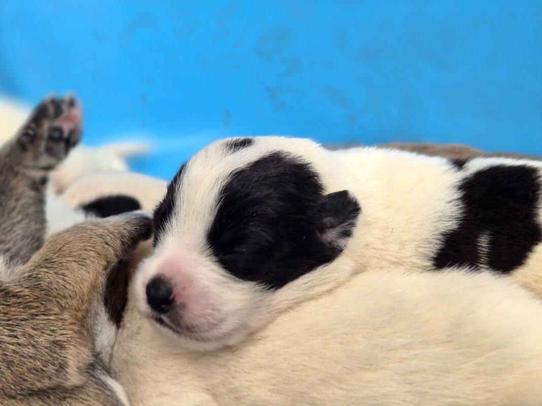 Erik Rihani, promueve la adopción de nueve cachorritos rescatados