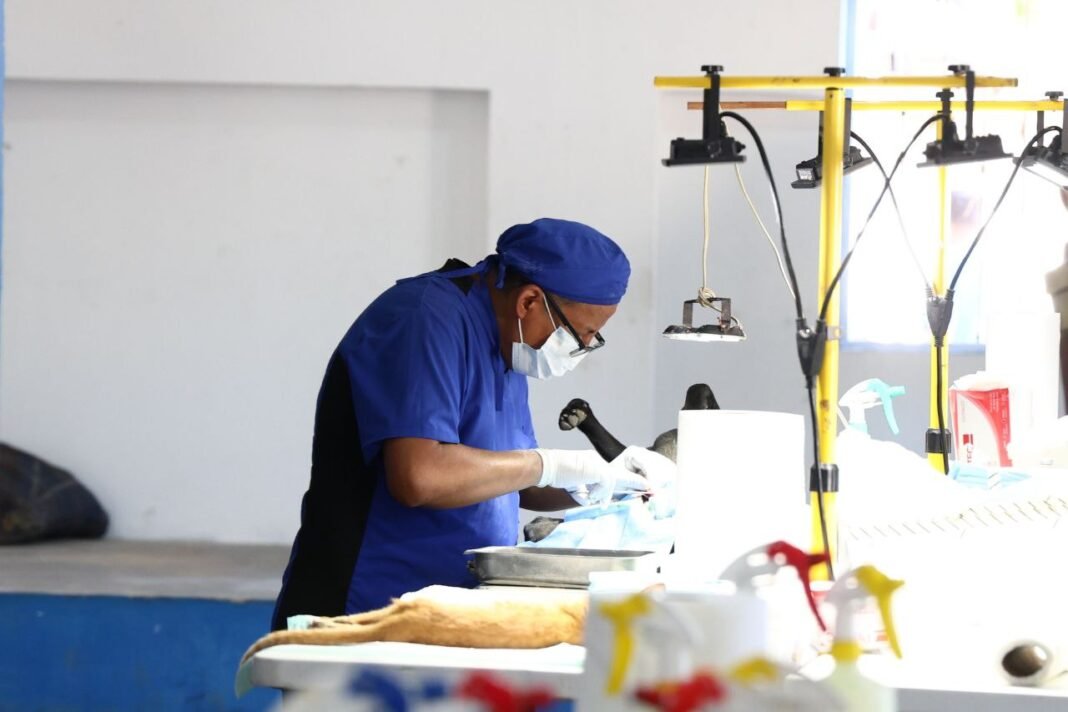 Erik Rihani impulsa jornada para esterilizar a 200 animales en Progreso