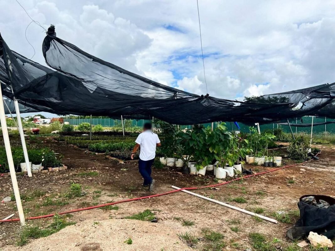 Ecocidio inmobiliario: Profepa clausura el fraude Ciudad Maderas en Chelem