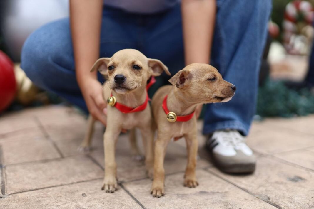 Progreso impulsa adopción responsable con “Huellitas con Hogar”