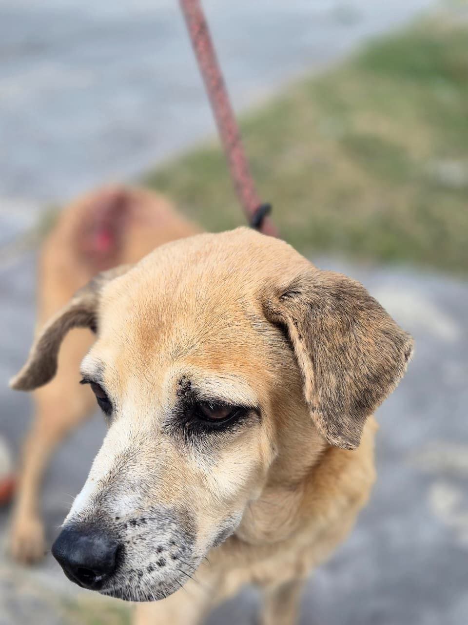 Progreso busca hogar a la “Güerita”