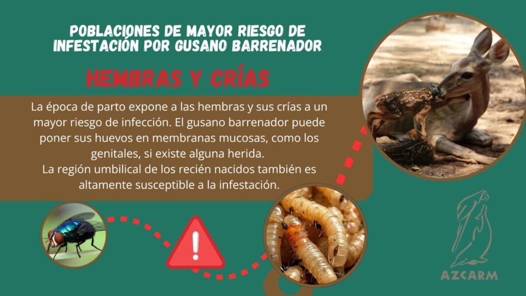 Gusano barrenador ya afecta fauna silvestre; AZCARM acusa negligencia sanitaria de la SADER