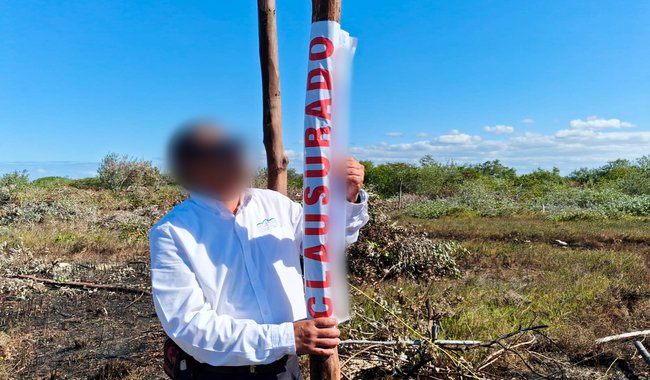Profepa clausura desmonte y lotificación ilegal en manglar de Chelem; dañaron casi 6 mil m²