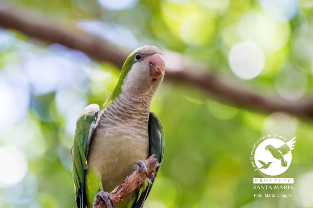 Monitoreo ciudadano revela la presencia de nueve especies de loros en Mérida; alertan por riesgo de especie invasora