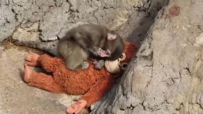 De bebé rechazado a símbolo de esperanza: la historia de Punch, el macaco que conquistó al mundo