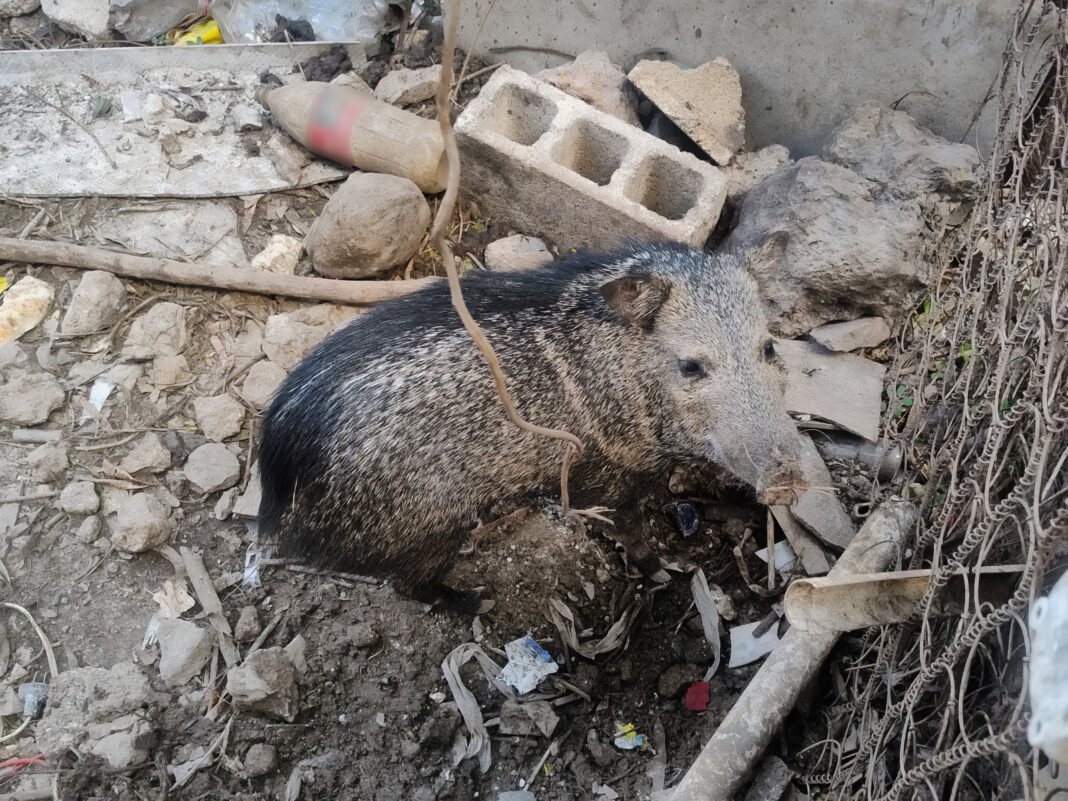 Golpe al tráfico de vida silvestre en Yucatán: Profepa asegura más de 100 especies en Mérida