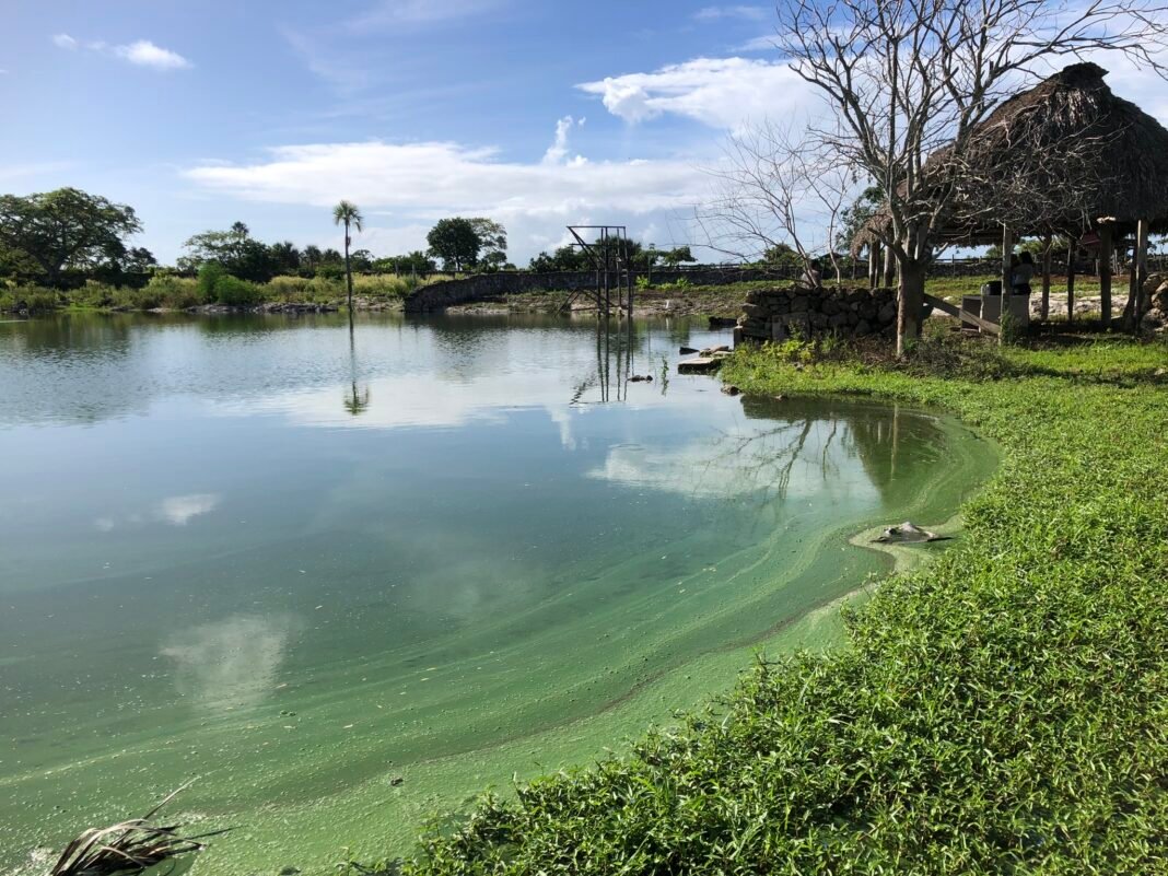 Ciencia y pescadores unen fuerzas en Yucatán para crear sistema de alerta temprana contra la marea roja